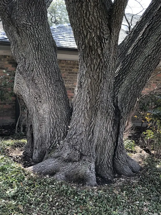 Mature heritage tree close to a Davis property cared for by certified arborists